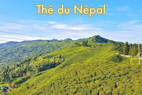 Chá preto do Nepal Grand Cru - Bourgeons D'Or